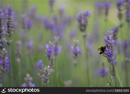 field of lavender with shallow focus