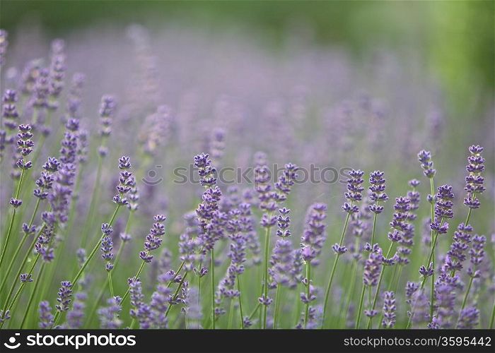 Field of Lilac Lavender Flowers. Lilac Lavender Flowers Lavandula Angustifolia in a Sunny Park