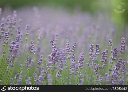 Field of Lilac Lavender Flowers. Lilac Lavender Flowers Lavandula Angustifolia in a Sunny Park