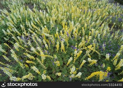 Field of lupine flowers with other purple wildflowers mixed in.. Yellow Lupin
