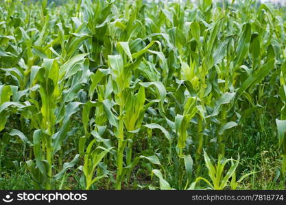 field of maize