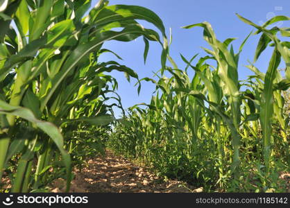 field of maize with greenery foliage