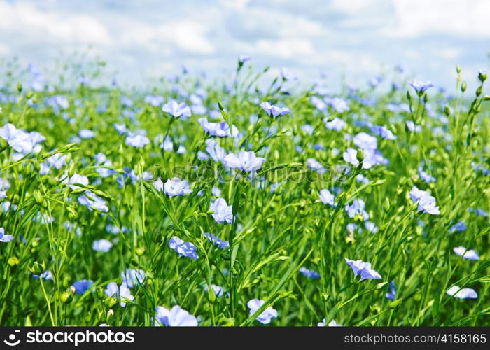 Field of many flowering flax plants with blue sky