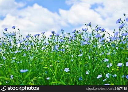Field of many flowering flax plants with blue sky