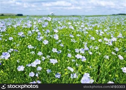 Field of many flowering flax plants with blue sky
