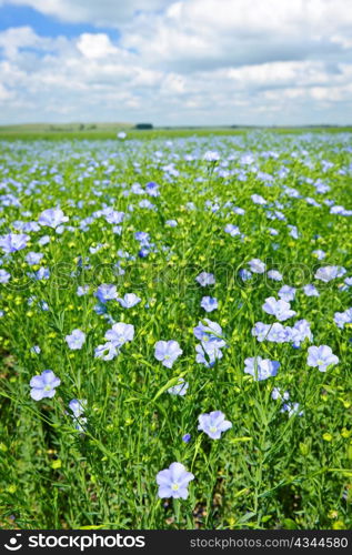 Field of many flowering flax plants with blue sky