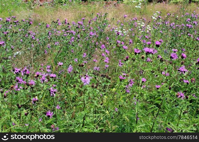 field of many flowers of Cirsium arvense