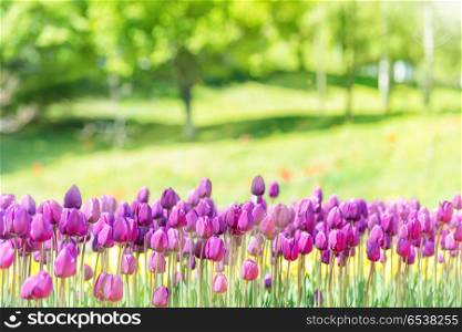 Field of many lilac tulips in park. Field of many lilac tulips in the green park with sun light