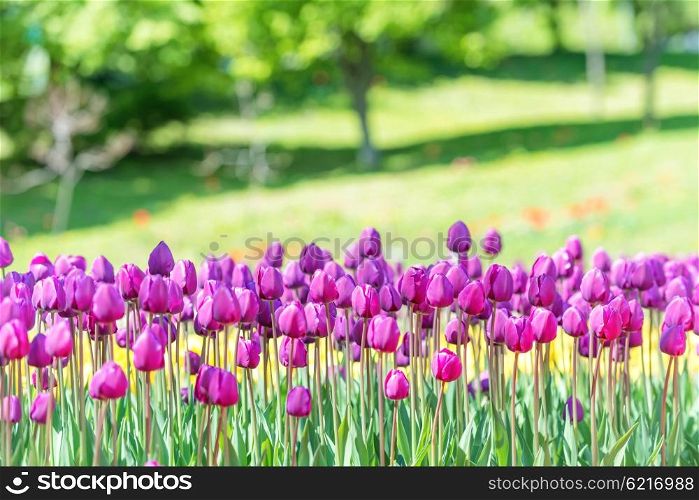 Field of many lilac tulips in the green park