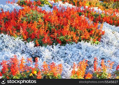 Field of multicolored flowers in the park.
