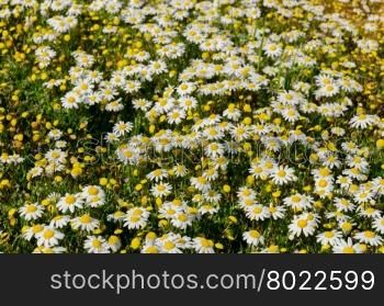 Field of natural daisies on a bright sunny day.