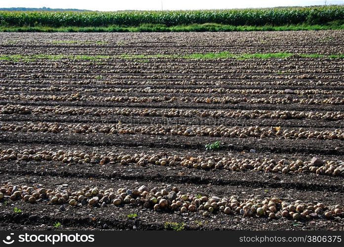 Field of newly harvested onions in rows