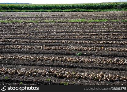 Field of newly harvested onions in rows