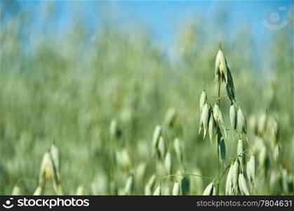 field of oat. oat,Avena sativa