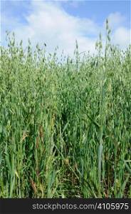 Field of oats