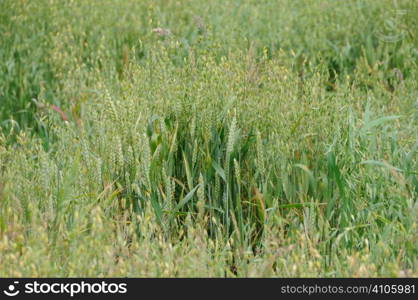 Field of oats with some wheat
