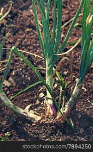 Field of Onion, Allium cepa. The onion also known as the bulb onion or common onion, is used as a vegetable and is the most widely cultivated species of the genus Allium.