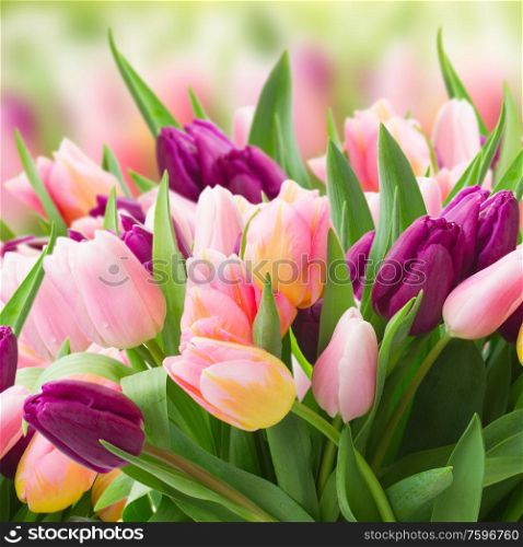 field of pink and violet tulips sky background. field of pink and violet tulips