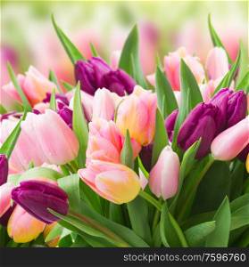 field of pink and violet tulips sky background. field of pink and violet tulips