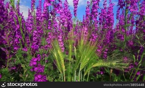 Field Of Pink Flowers And Blue Sky. Nature Background