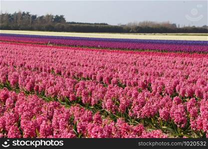 Field of pink, purple and white hyacinth in Plomeur at the beginning of spring