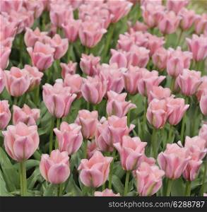 Field Of Pink Tulip Flowers