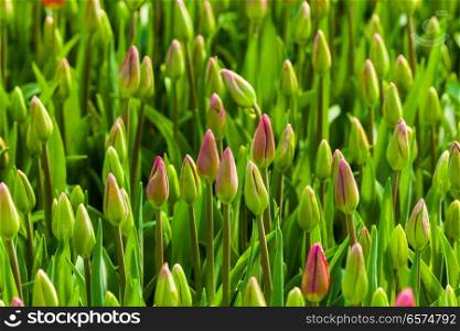 Field of pink tulips. Field of pink buds tulips at the spring,