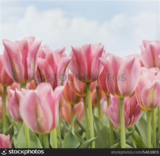 Field Of Pink Tulips Flowers