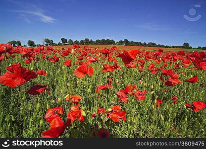 Field of poppies