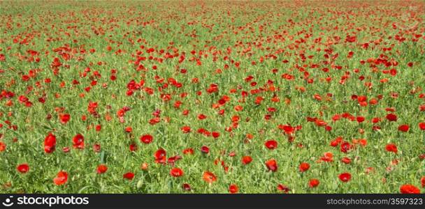 field of poppies, a day of spring