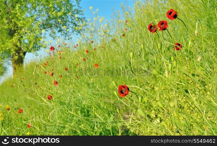 Field of poppies and rapeseed against blue sky