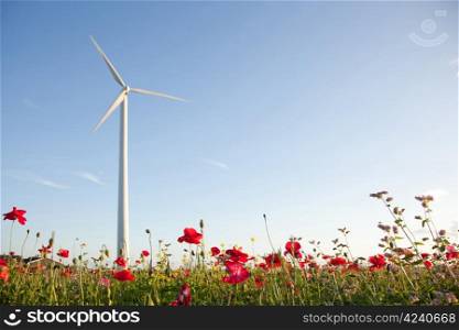 field of poppies and wind turbine with blue sky
