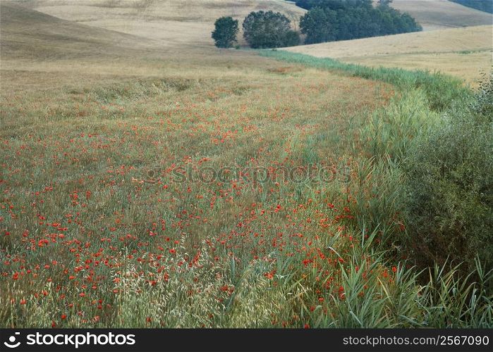 Field of poppies growing in countryside in Tuscany, Italy.