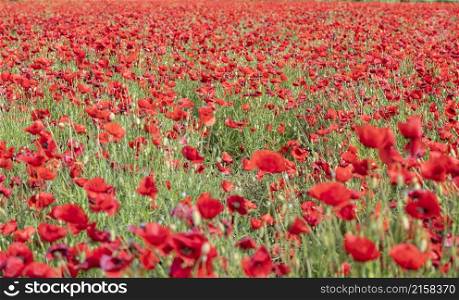 field of poppies in spring in France