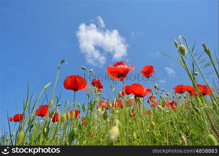 Field of poppies in spring time