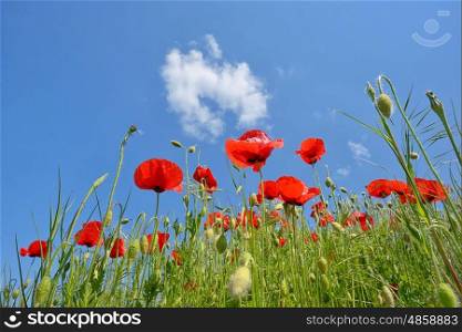 Field of poppies in spring time