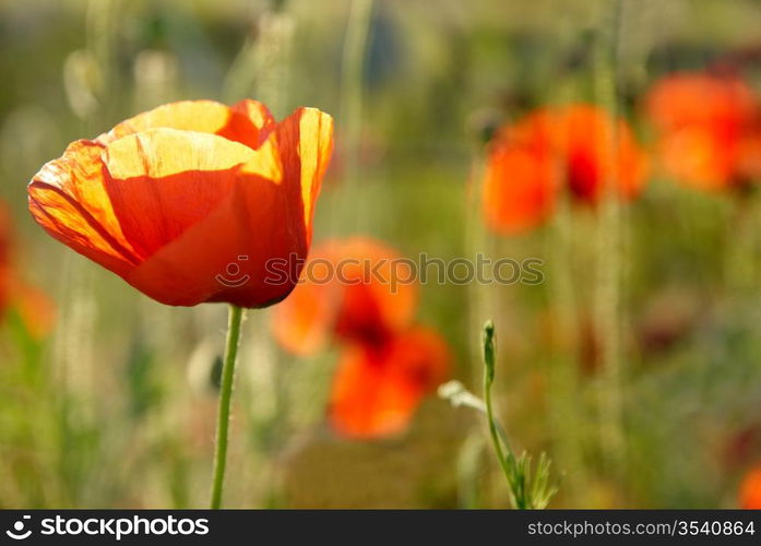 Field of poppies- red flowers with green grass