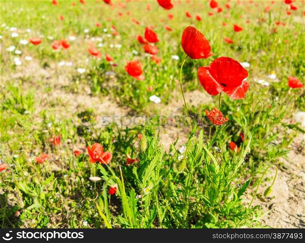 Field of poppies. Red poppy flowers on meadows outside.