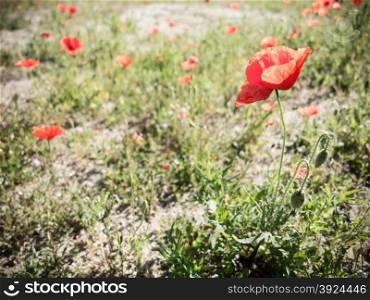 Field of poppies. Red poppy flowers on meadows outside.