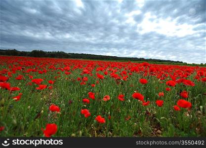 Field of poppies with beauty sky