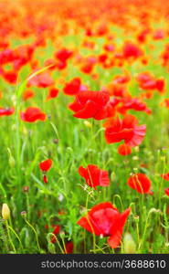 Field of poppies with beauty sky