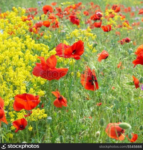 Field of poppies with green grass and yellow flowers