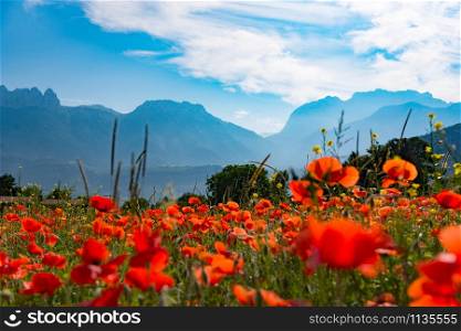 Field of poppies with the mountain in the background