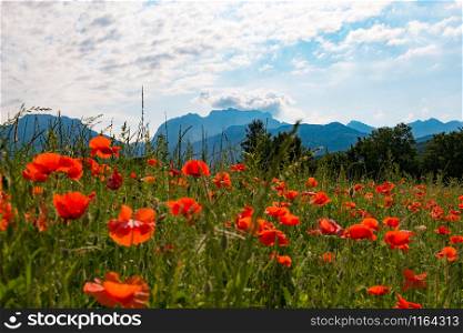 Field of poppies with the mountain in the background