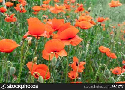 field of poppy red flowers with green grass, natural background. field of poppy flowers