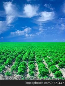 field of potato with blue sky