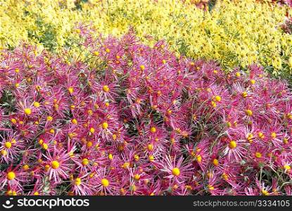 Field of purple and yellow chrysanthemums.