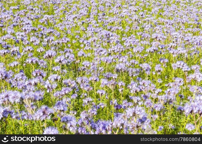Field of purple wildflowers in green flowerbed for honey bees