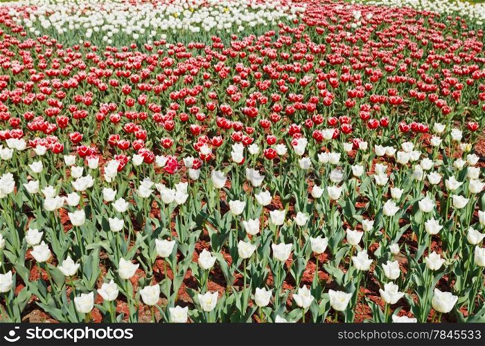 field of red and white decorative tulip flowers