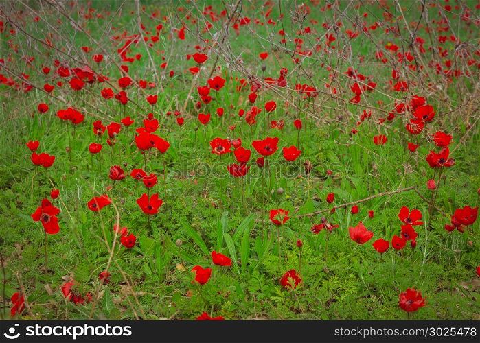 Field of red anemones